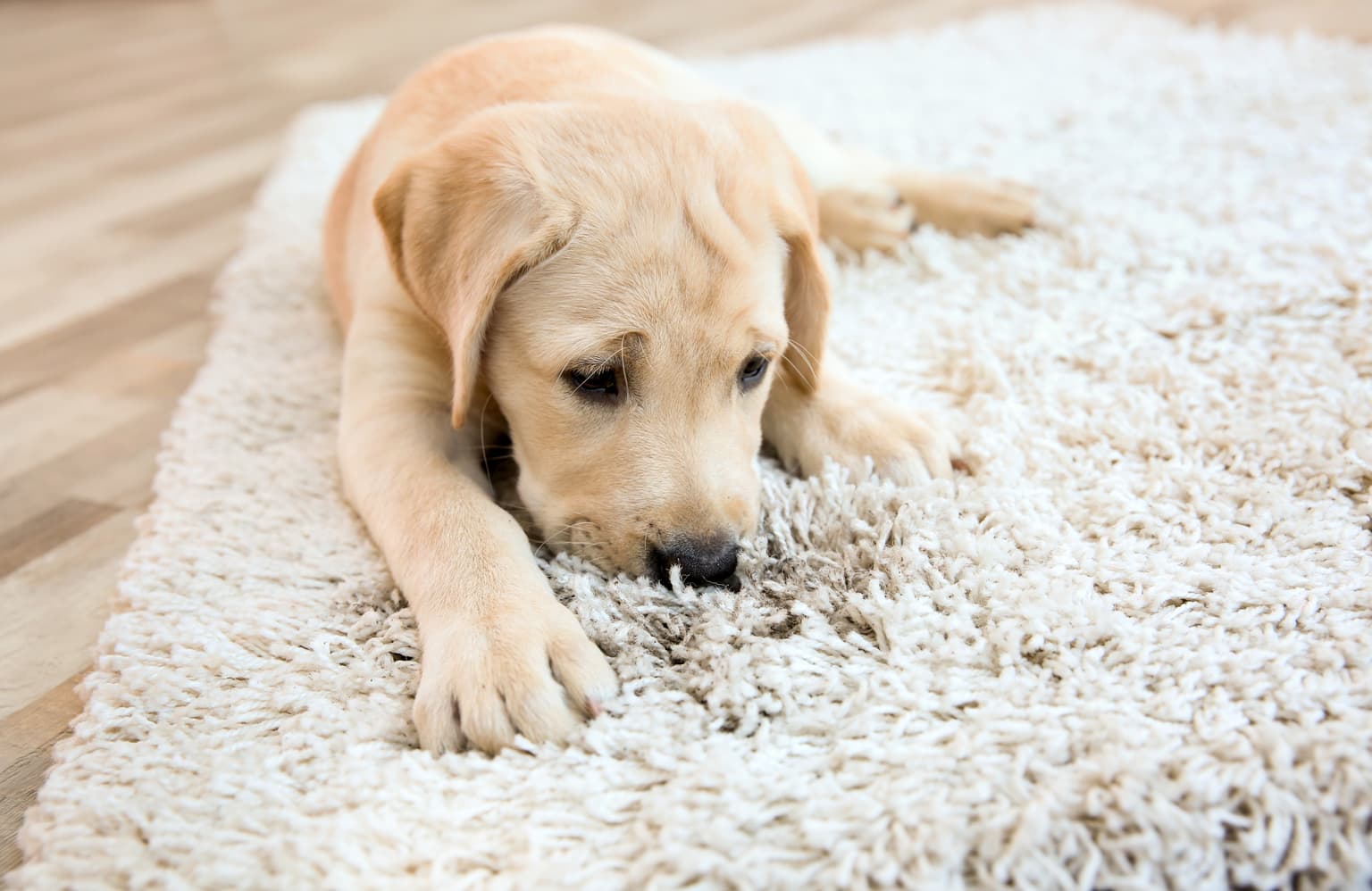 Carpet cleaning in Columbia, SC