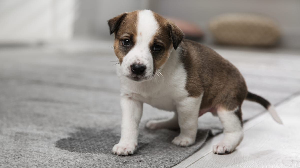 The Right Way to Treat Pet Accidents on Carpet