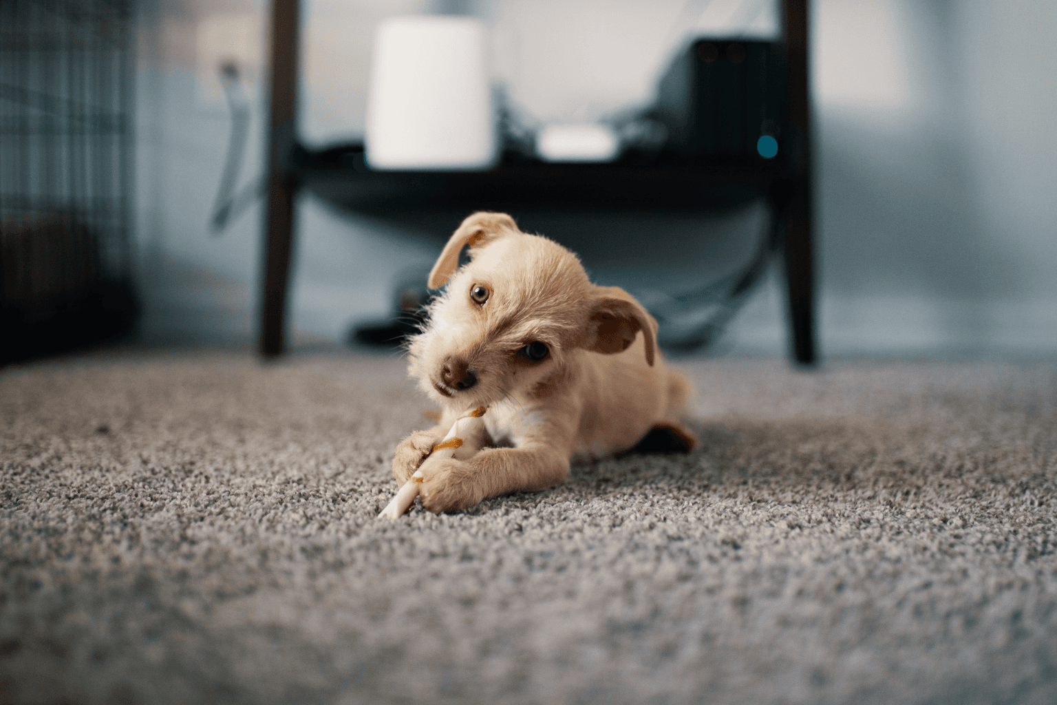 Pet Odor & Stain Removal in Forest Acres SC